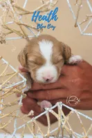 Heath , a male Miniature Goldendoodle for sale in Ogden, UT – 7 of 8