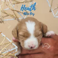 Heath , a male Miniature Goldendoodle for sale in Ogden, UT – 1 of 8