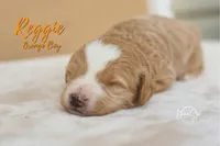 Reggie , a male Miniature Goldendoodle for sale in Ogden, UT – 1 of 5