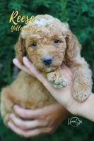 Reese, a male Miniature Goldendoodle for sale in Ogden, UT – 5 of 5