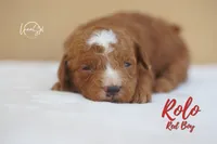 Rolo , a male Miniature Goldendoodle for sale in Ogden, UT – 3 of 6