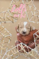 Lolli , a female Miniature Goldendoodle for sale in Ogden, UT – 2 of 7