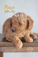 Reese, a male Miniature Goldendoodle for sale in Ogden, UT – 2 of 5