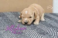 Jelly Bean, a female Miniature Goldendoodle for sale in Ogden, UT – 4 of 7
