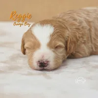 Reggie , a male Miniature Goldendoodle for sale in Ogden, UT – 2 of 5