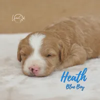 Heath , a male Miniature Goldendoodle for sale in Ogden, UT – 3 of 8
