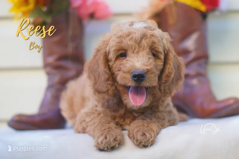 Reese – Miniature Goldendoodle puppy for sale in Ogden, UT