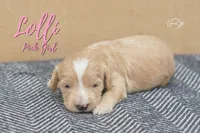 Lolli , a female Miniature Goldendoodle for sale in Ogden, UT – 4 of 7