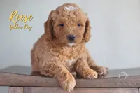 Reese, a male Miniature Goldendoodle for sale in Ogden, UT – 3 of 5