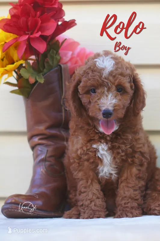Rolo – Miniature Goldendoodle puppy for sale in Ogden, UT