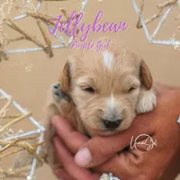 Jelly Bean, a female Miniature Goldendoodle for sale in Ogden, UT – 1 of 7