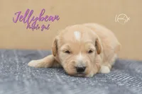 Jelly Bean, a female Miniature Goldendoodle for sale in Ogden, UT – 5 of 7