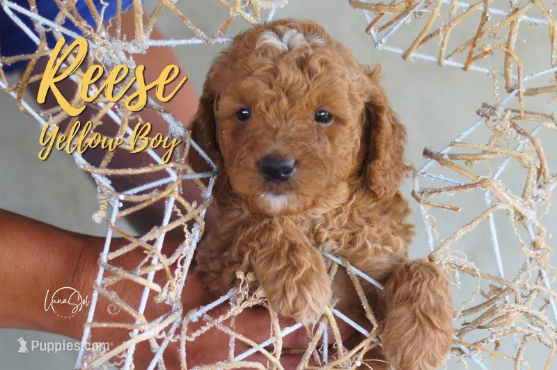 Reese – Miniature Goldendoodle puppy for sale in Ogden, UT