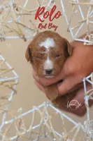 Rolo , a male Miniature Goldendoodle for sale in Ogden, UT – 6 of 6
