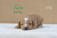 Twix , a male Miniature Goldendoodle for sale in Ogden, UT – 4 of 6