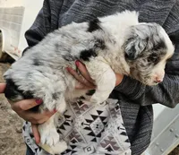 Girl, a female Australian Shepherd and Border Collie for sale in Wadena, MN – 2 of 2
