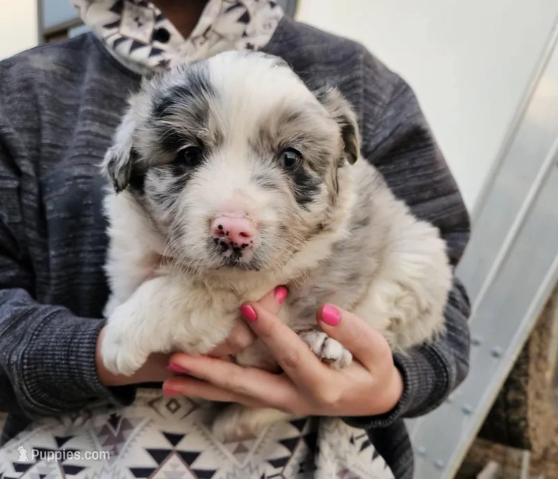 Girl – Australian Shepherd, Border Collie puppy for sale in Wadena, MN