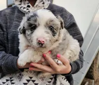 Girl, a female Australian Shepherd and Border Collie for sale in Wadena, MN – 1 of 2