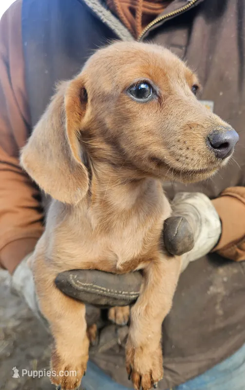 Baby girl- you get to name – Dachshund puppy for sale in Wadena, MN
