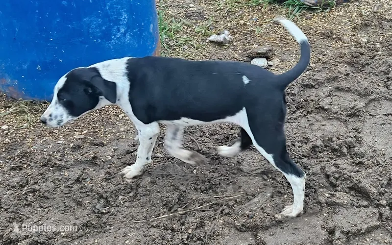 Girl – Australian Cattle Dog, Border Collie puppy for sale in Wadena, MN