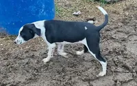Girl, a female Australian Cattle Dog and Border Collie for sale in Wadena, MN – 1 of 4