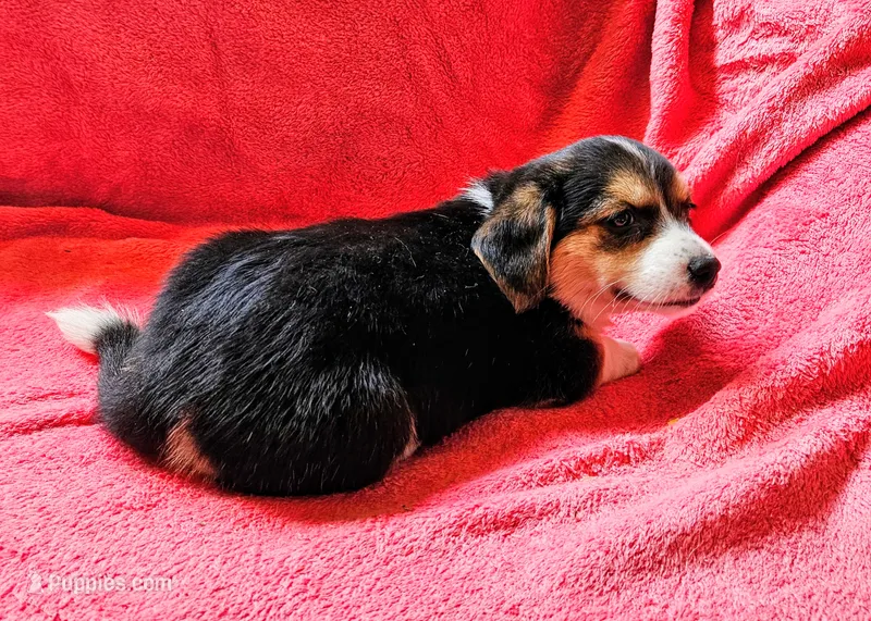 Girl – Dachshund, Miniature Dachshund puppy for sale in Wadena, MN