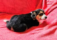 Girl, a female Dachshund and Miniature Dachshund for sale in Wadena, MN – 1 of 3
