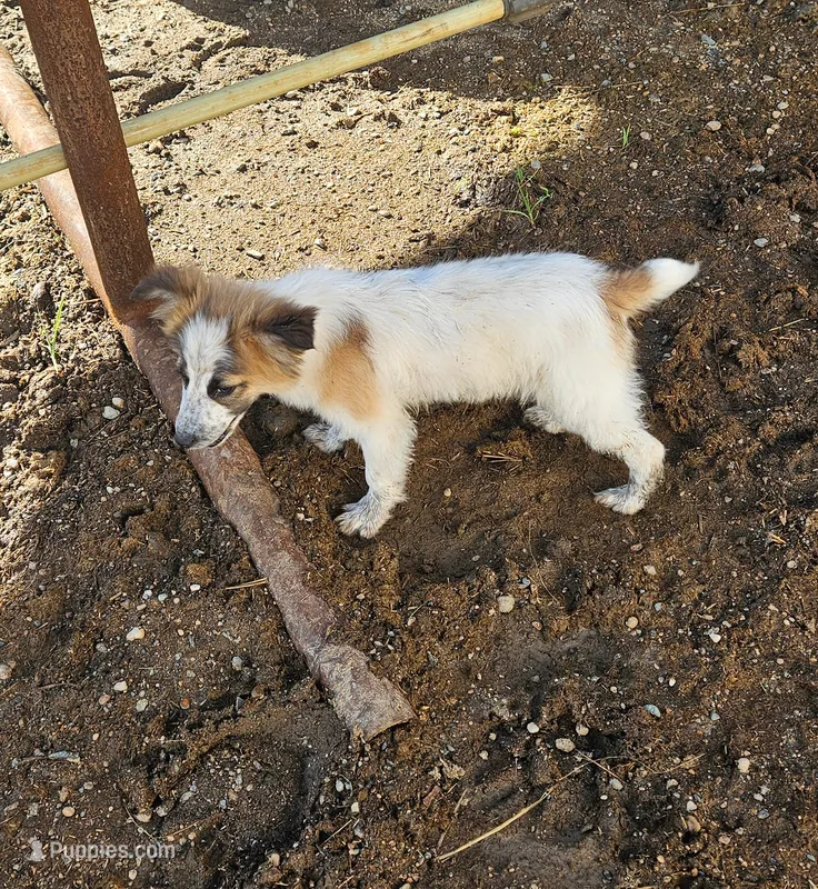 You get to name! – Australian Cattle Dog, Cardigan Welsh Corgi puppy for sale in Wadena, MN