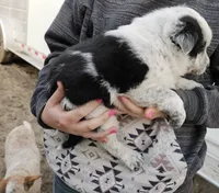 Girl, a female Australian Cattle Dog and Border Collie for sale in Wadena, MN – 3 of 3