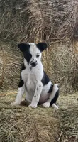 B, a male Australian Cattle Dog and Border Collie for sale in Wadena, MN – 1 of 1