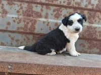 Boy- you get to name, a male Australian Cattle Dog and Border Collie for sale in Wadena, MN – 2 of 2