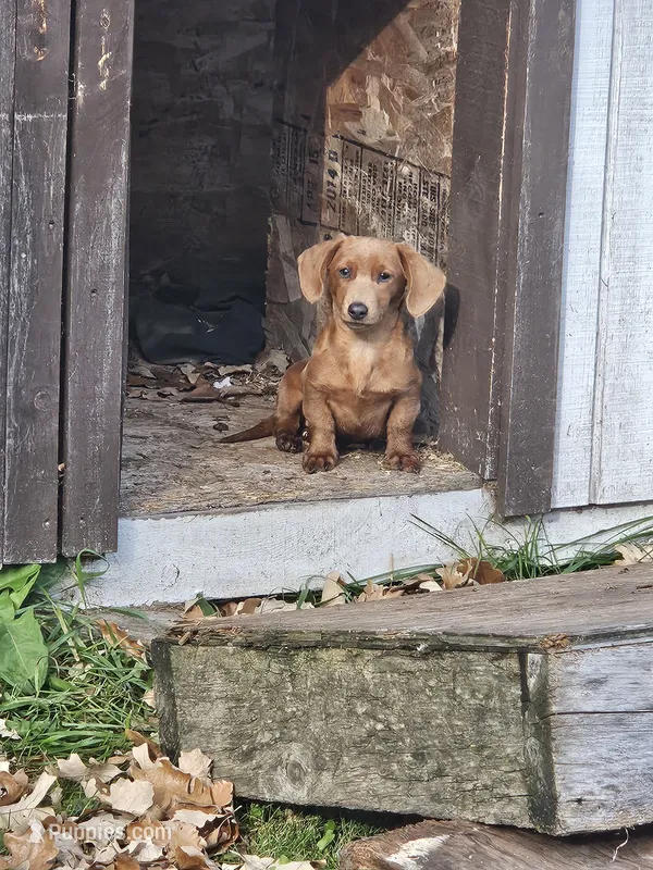 Baby girl- you get to name – Dachshund puppy for sale in Wadena, MN