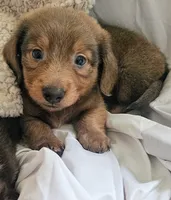 Boy- You name, a male Dachshund for sale in Wadena, MN – 2 of 2