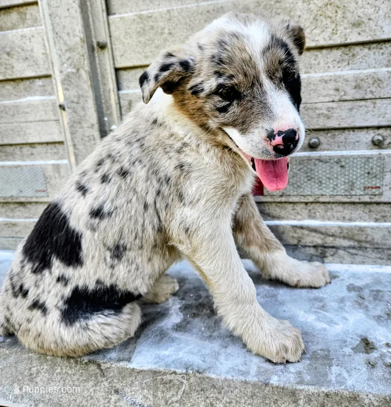 Merle girl – Australian Shepherd, Border Collie puppy for sale in Wadena, MN
