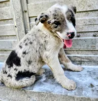 Merle girl, a female Australian Shepherd and Border Collie for sale in Wadena, MN – 1 of 3