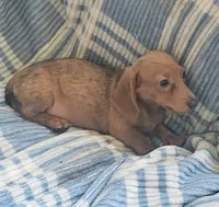 Baby girl- you get to name, a female Dachshund for sale in Wadena, MN – 3 of 4
