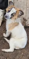 You get to name!, a male Australian Cattle Dog and Cardigan Welsh Corgi for sale in Wadena, MN – 2 of 3