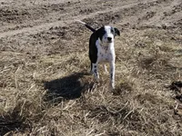 Girl, a female Australian Cattle Dog and Border Collie for sale in Wadena, MN – 4 of 4