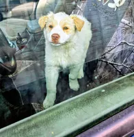 Fluffy girl, a female Australian Shepherd and Border Collie for sale in Wadena, MN – 2 of 3