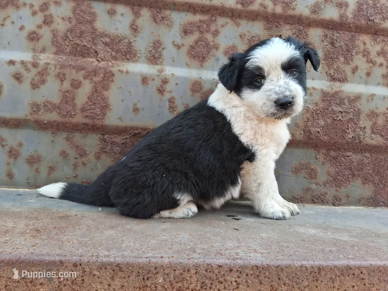 Boy- you get to name – Australian Cattle Dog, Border Collie puppy for sale in Wadena, MN