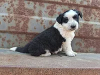 Boy- you get to name, a male Australian Cattle Dog and Border Collie for sale in Wadena, MN – 1 of 2