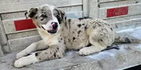 Merle girl, a female Australian Shepherd and Border Collie for sale in Wadena, MN – 2 of 3