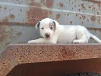 Girl- you get to name, a female Australian Cattle Dog and Border Collie for sale in Wadena, MN – 1 of 2