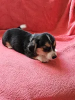 Girl, a female Dachshund and Miniature Dachshund for sale in Wadena, MN – 2 of 3