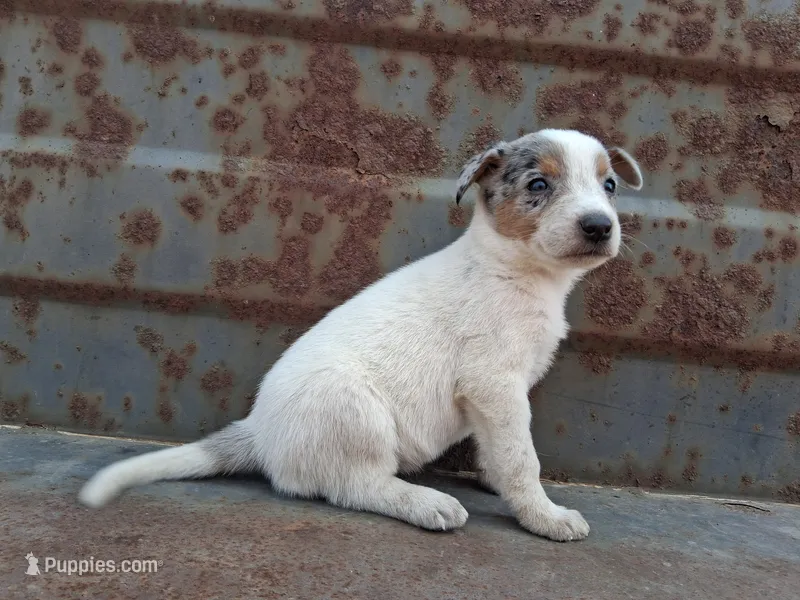 Girl- you get to name – Australian Cattle Dog, Border Collie puppy for sale in Wadena, MN