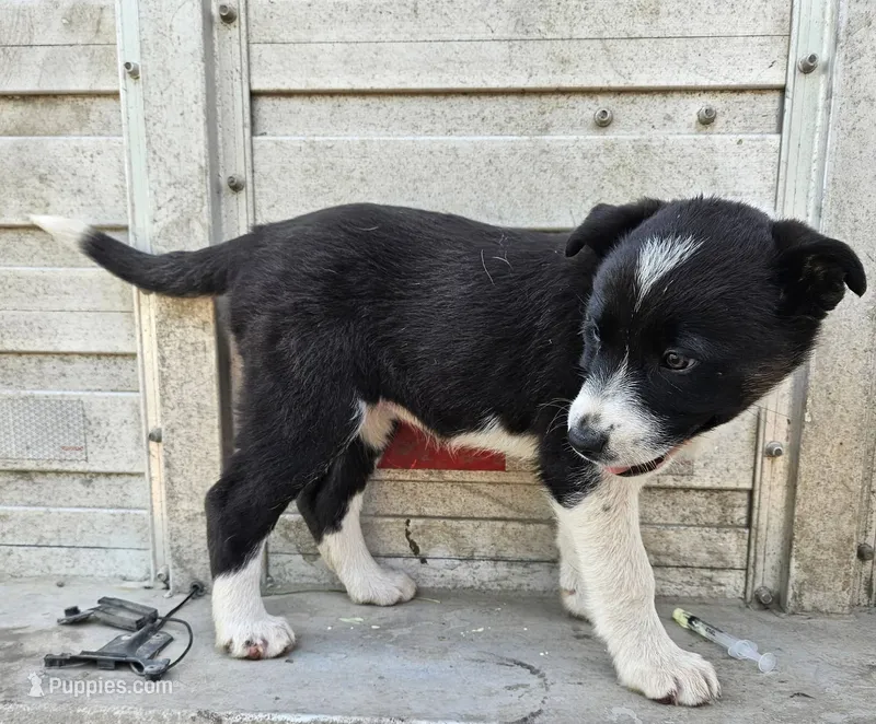 Girl- you name – Australian Shepherd, Border Collie puppy for sale in Wadena, MN