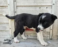 Girl- you name, a female Australian Shepherd and Border Collie for sale in Wadena, MN – 1 of 1
