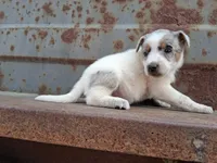 Girl- you get to name, a female Australian Cattle Dog for sale in Wadena, MN – 2 of 2