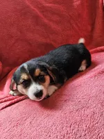 Girl, a female Dachshund and Miniature Dachshund for sale in Wadena, MN – 3 of 3