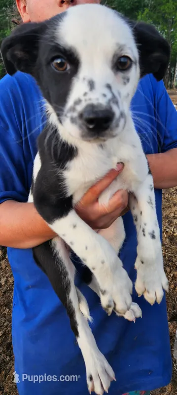 Girl – Australian Cattle Dog, Border Collie puppy for sale in Wadena, MN